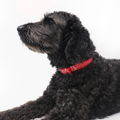 Collar de Piel Sintética Ginger – Accesorio Premium para Perros | Daisy by Shelby