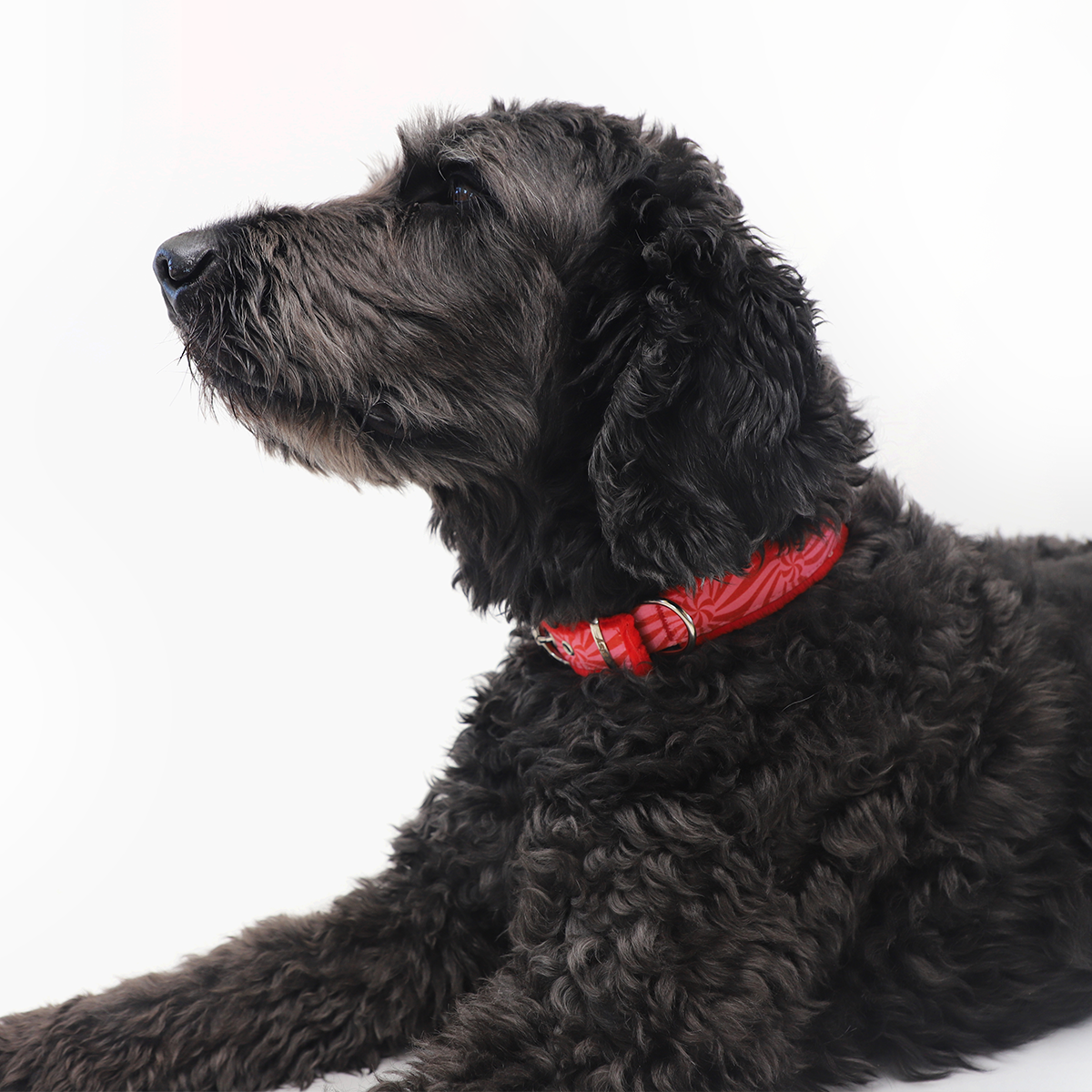 Collar de Piel Sintética Ginger – Accesorio Premium para Perros | Daisy by Shelby