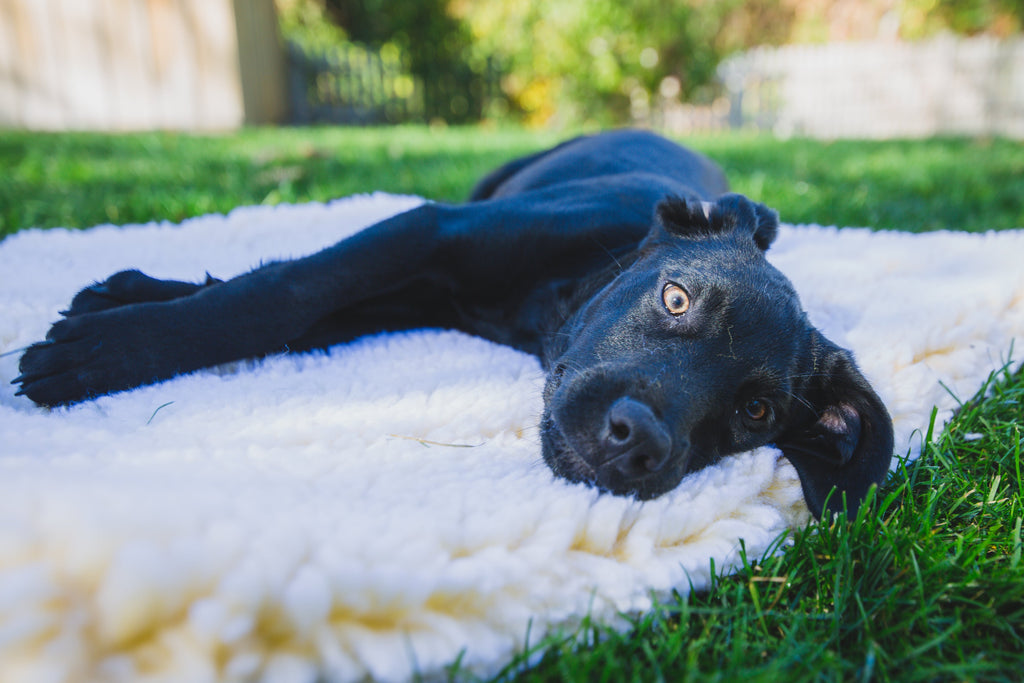 HuggleFleece® Cama Premium para Perros y Gatos – Suave, Cálida y Duradera